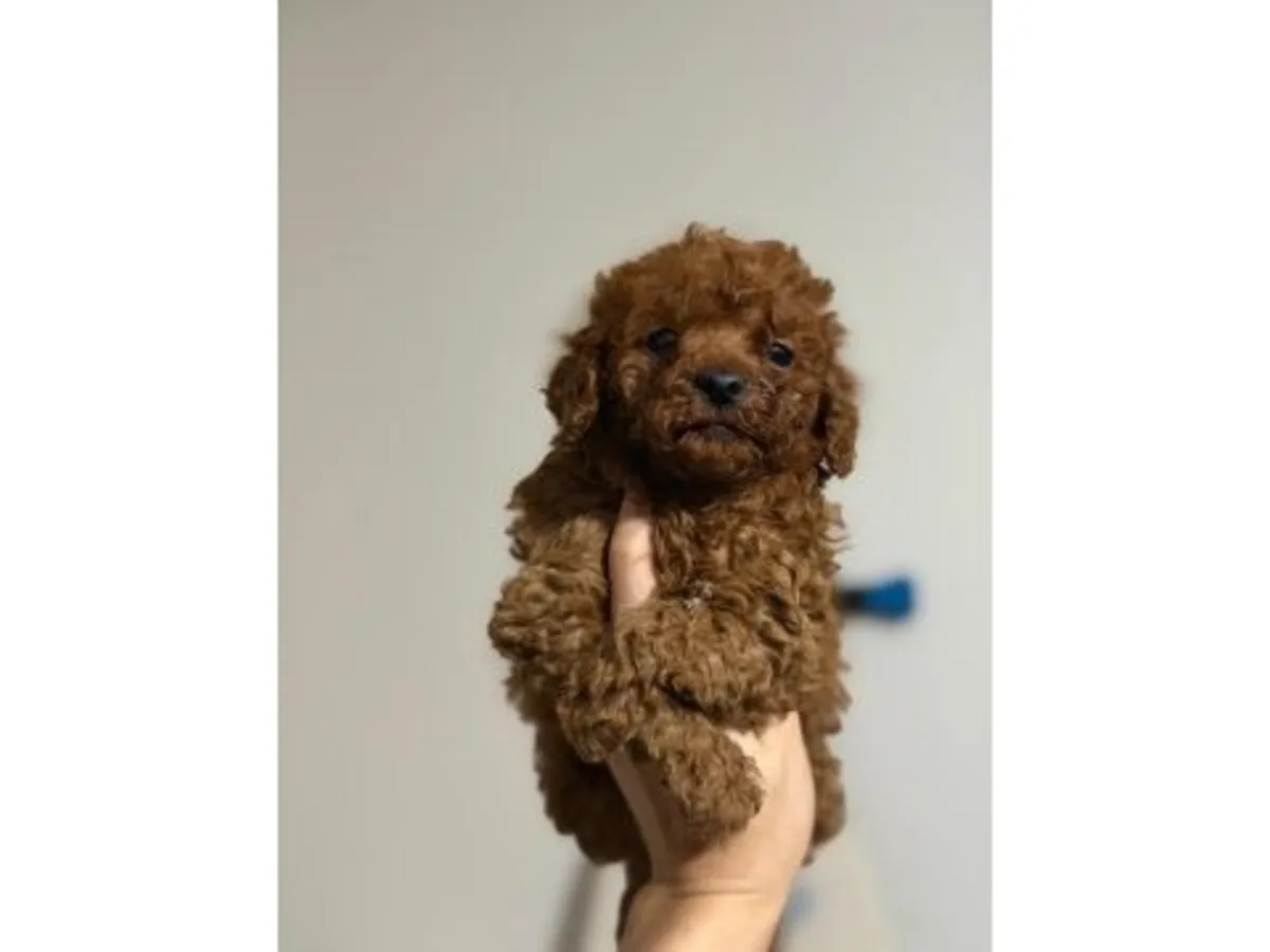 Aile için kahverengi dişi kaniş.