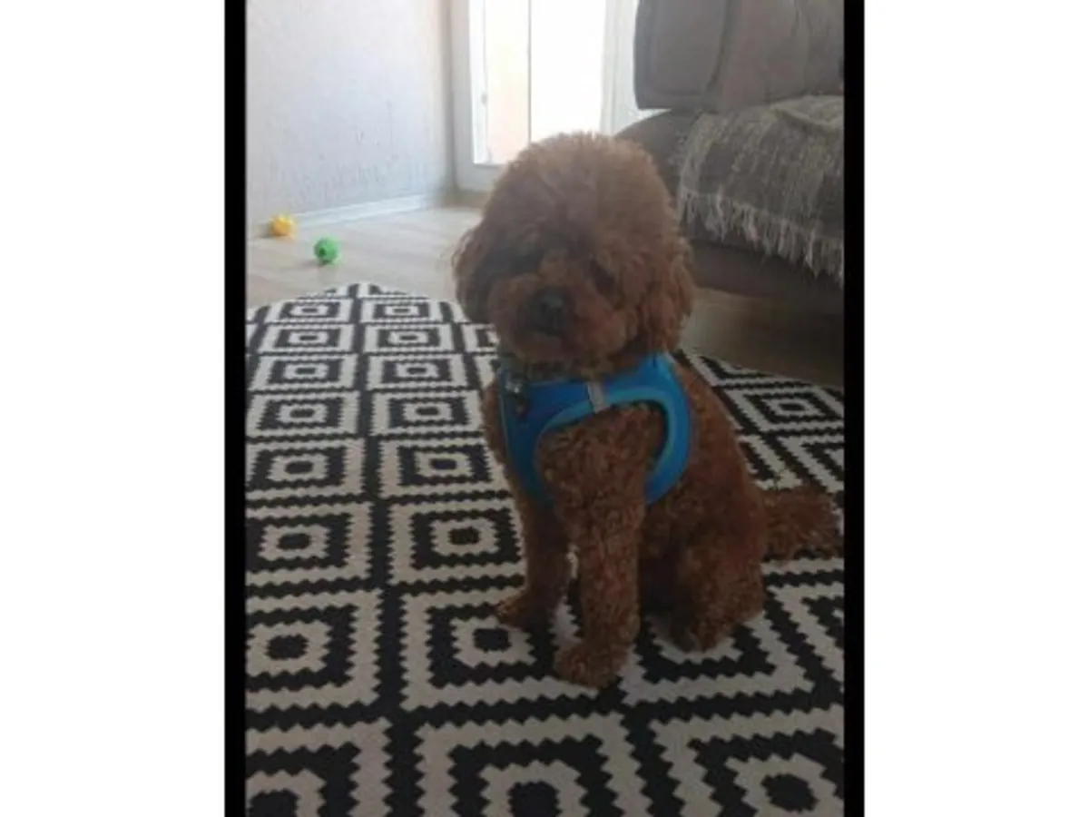 Sevimli kahverengi kaniş