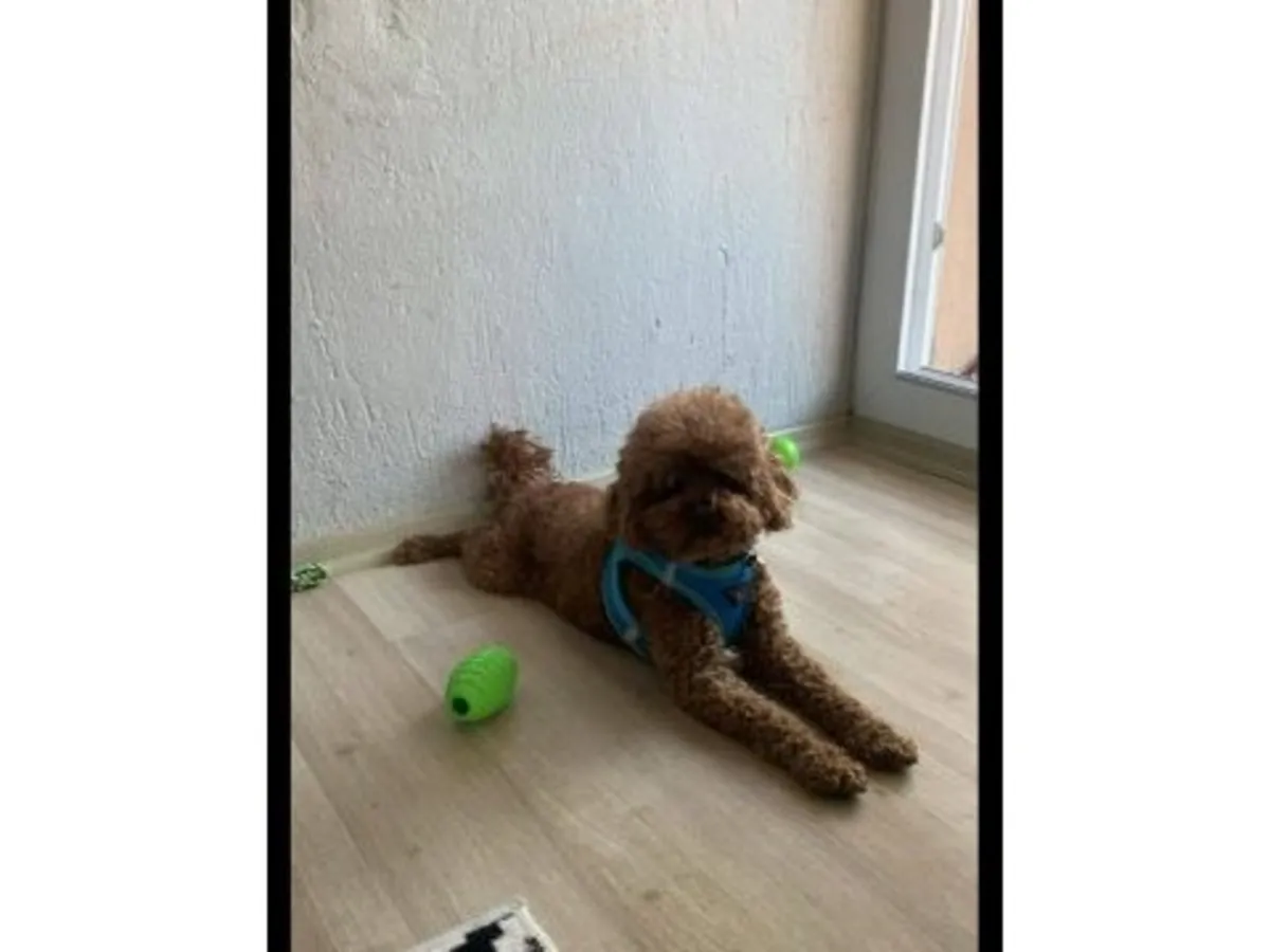 Sevimli kahverengi kaniş