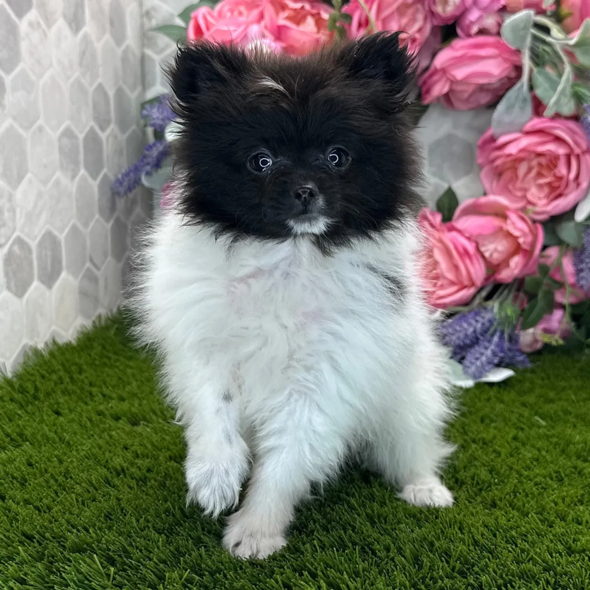 Wunderschöner Fluffy Pomeranian Schwarz-Weiß – Sucht ein neues Zuhause!