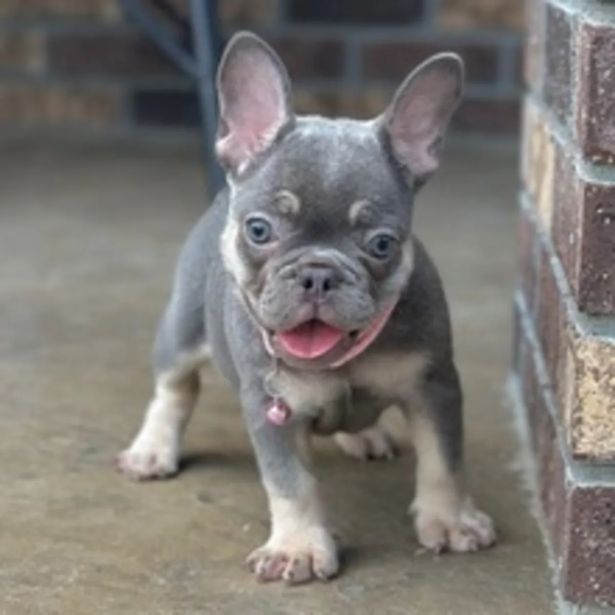 Süßer Französische Bulldogge Welpe (Blue Tan) – Bereit für ein neues Zuhause