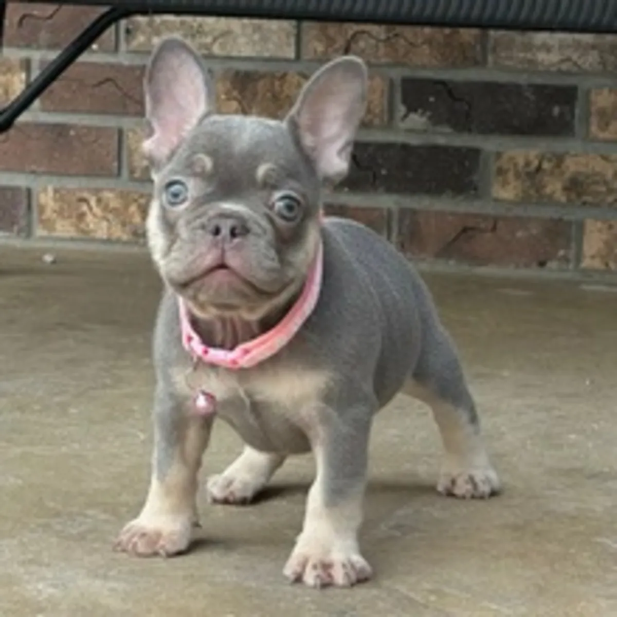 Süßer Französische Bulldogge Welpe (Blue Tan) – Bereit für ein neues Zuhause