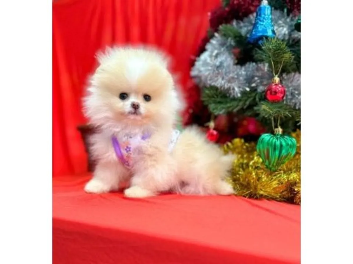 Aile ortamında büyütülmüş beyaz Pomeranya yavrusu.