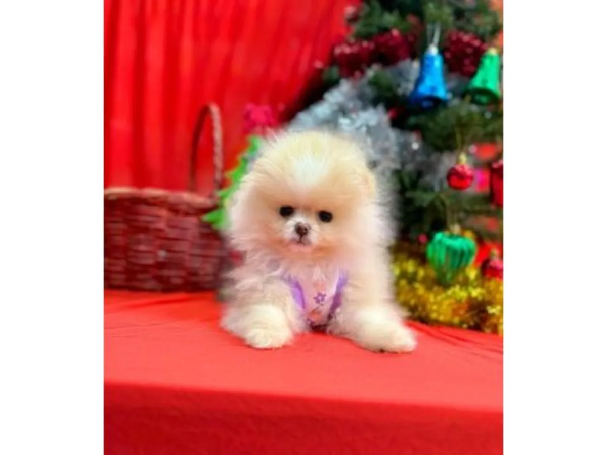 Aile ortamında büyütülmüş beyaz Pomeranya yavrusu.