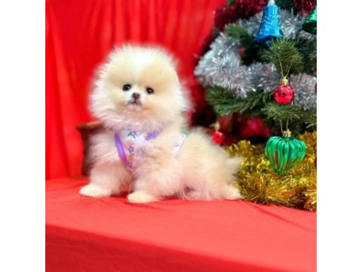 Aile ortamında büyütülmüş beyaz Pomeranya yavrusu.