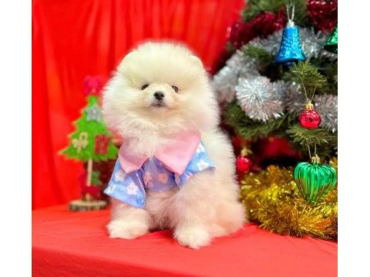 温顺的白色博美成年犬寻找新家庭