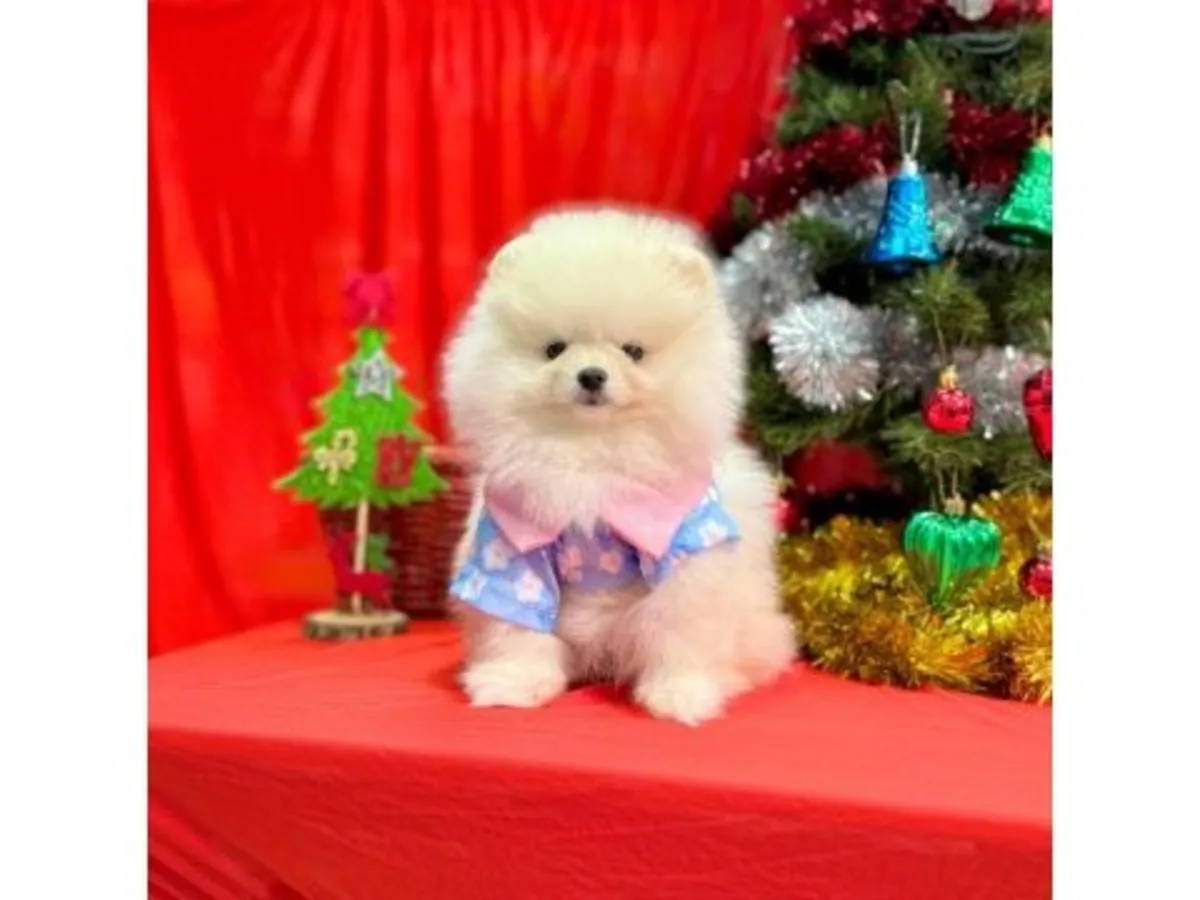 温顺的白色博美成年犬寻找新家庭