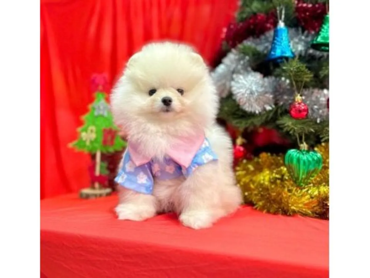 温顺的白色博美成年犬寻找新家庭