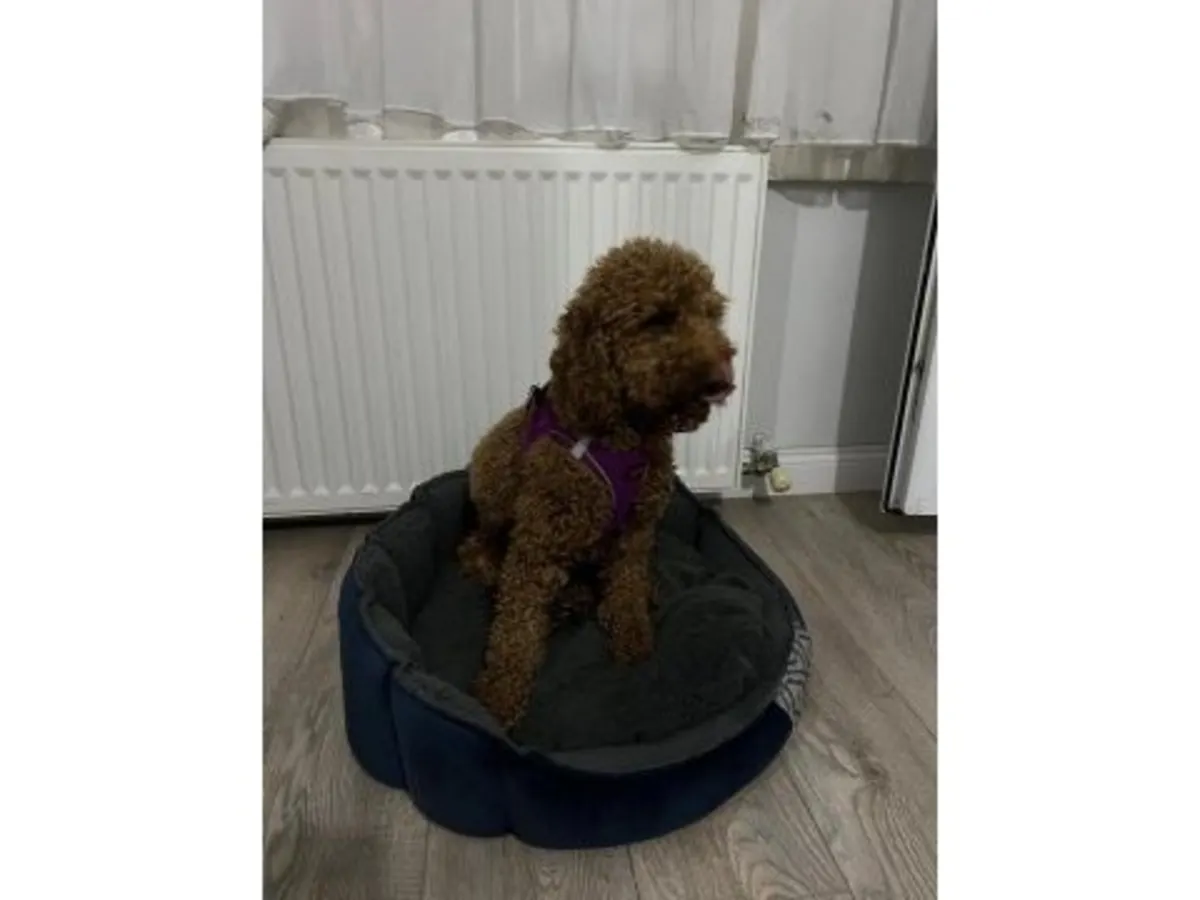 Kahverengi Oyuncak Kaniş Yavrusu