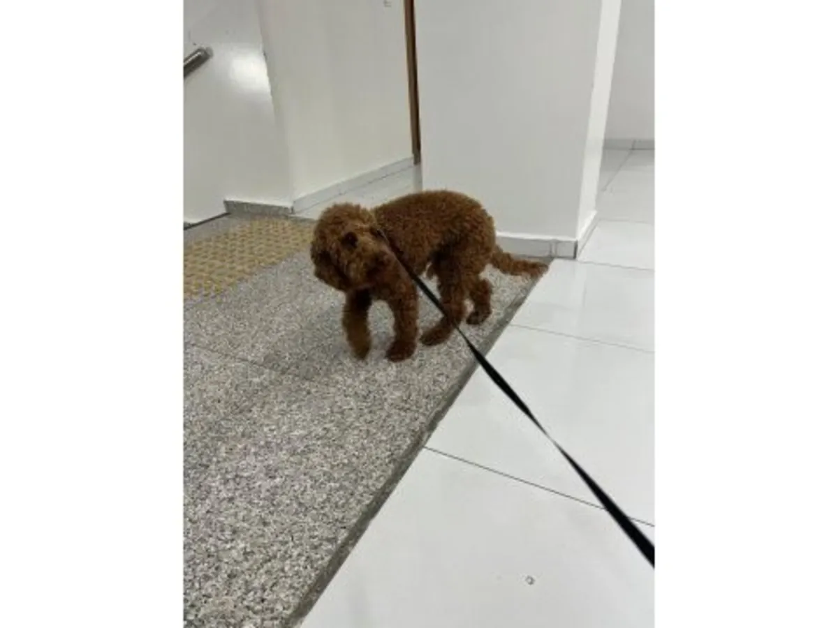 Kahverengi Oyuncak Kaniş Yavrusu