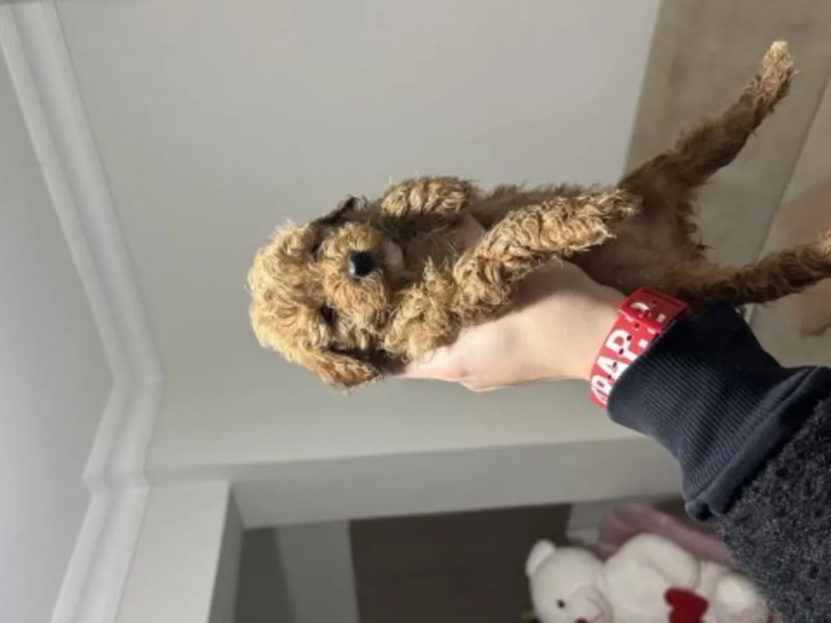 棕色贵宾犬母犬待领养