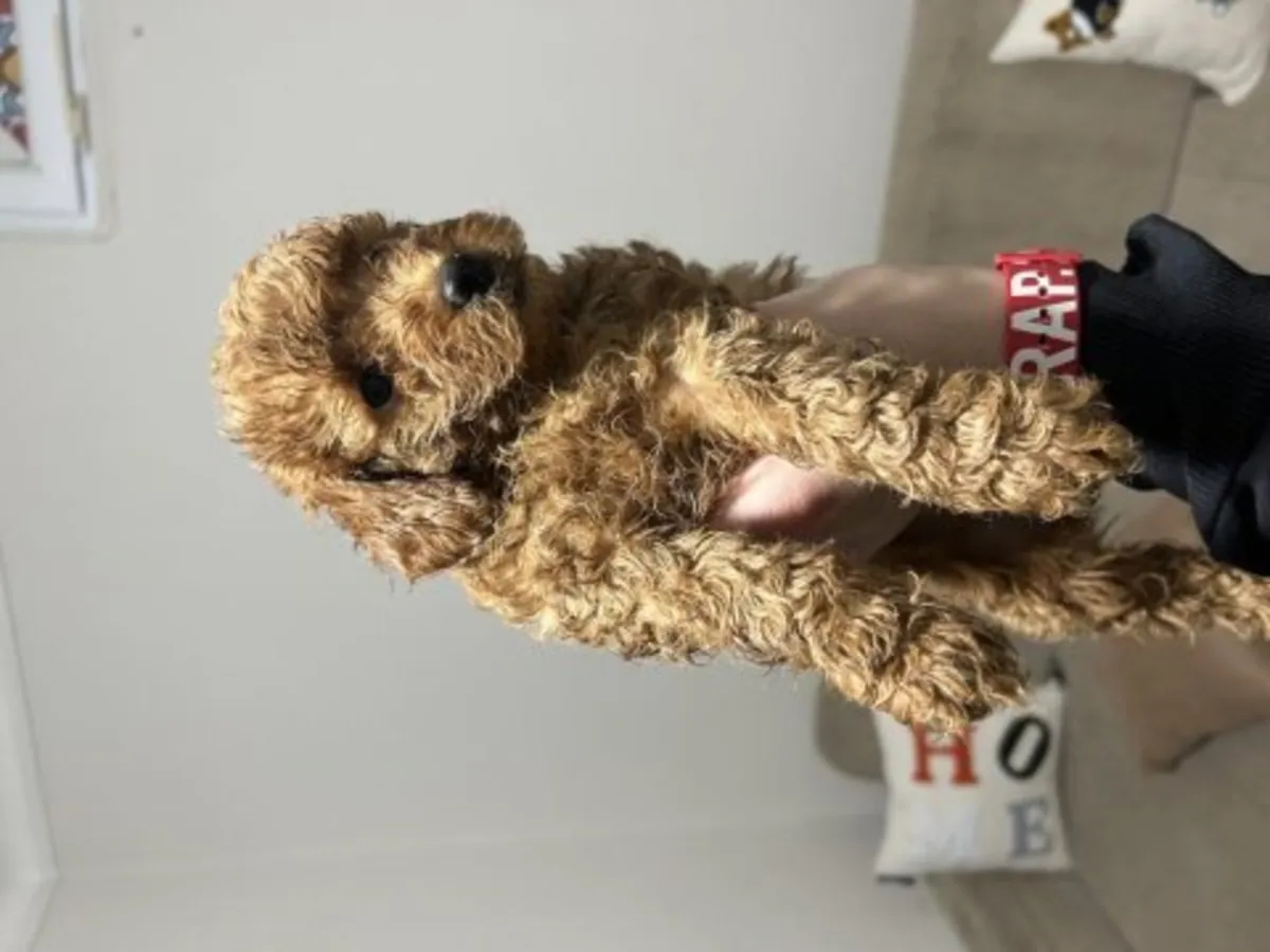 棕色贵宾犬母犬待领养