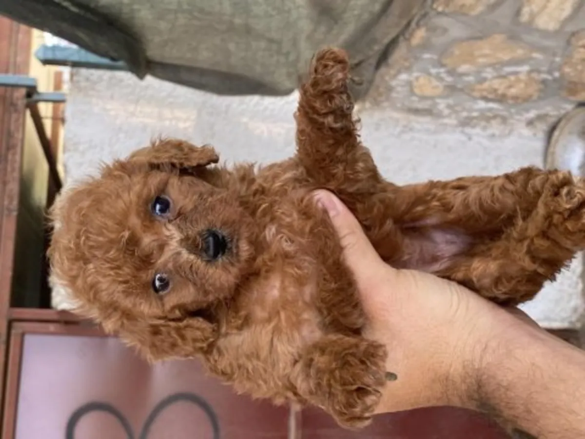 友好的棕色贵宾犬