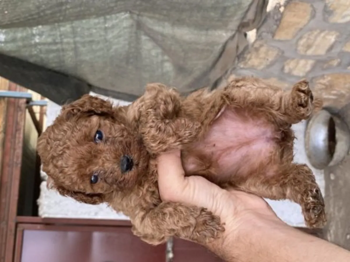 友好的棕色贵宾犬