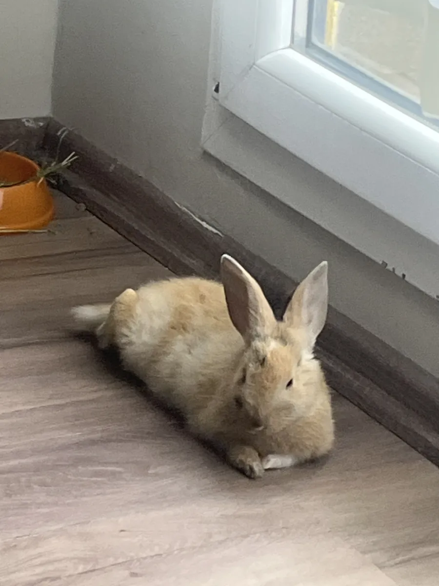The trained mischievous rabbit