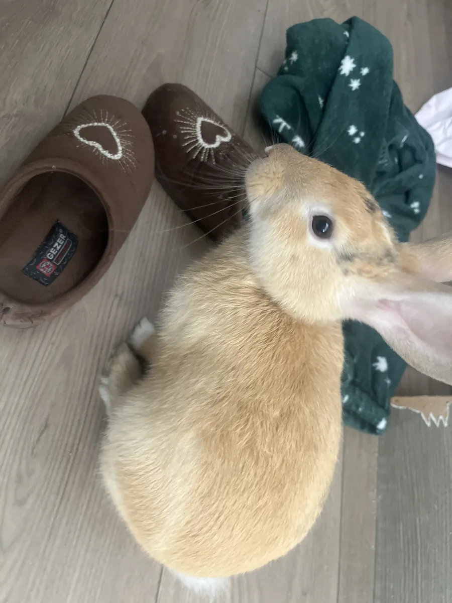 The trained mischievous rabbit