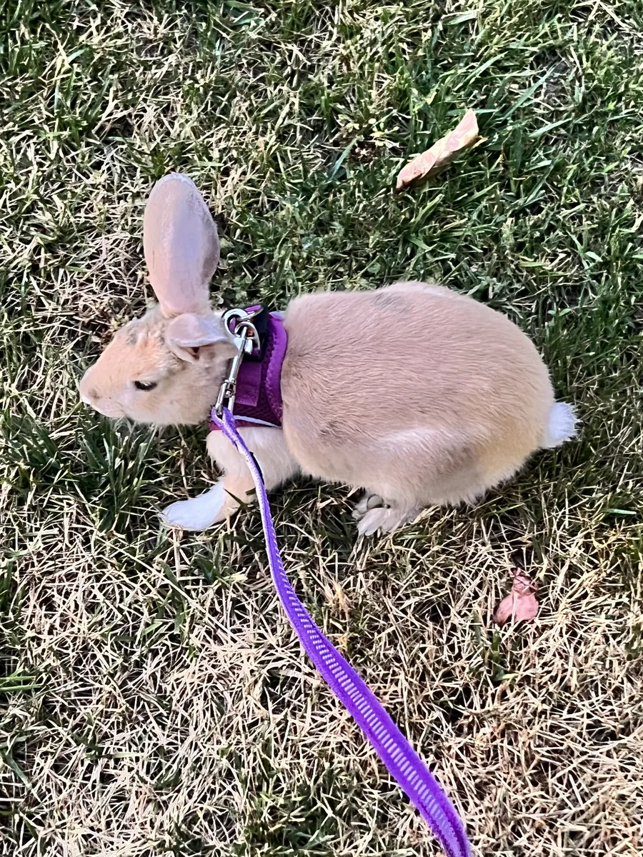 The trained mischievous rabbit