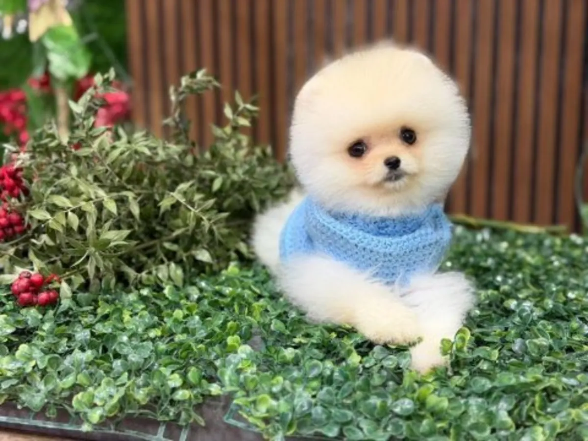 Aileyle birlikte büyüyen beyaz Pomeranya yavrusu