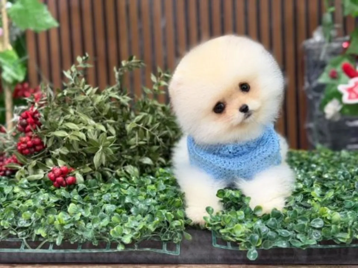 Aileyle birlikte büyüyen beyaz Pomeranya yavrusu