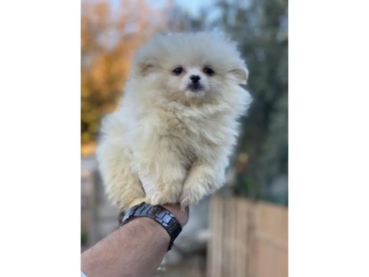 温和的白色博美成年犬