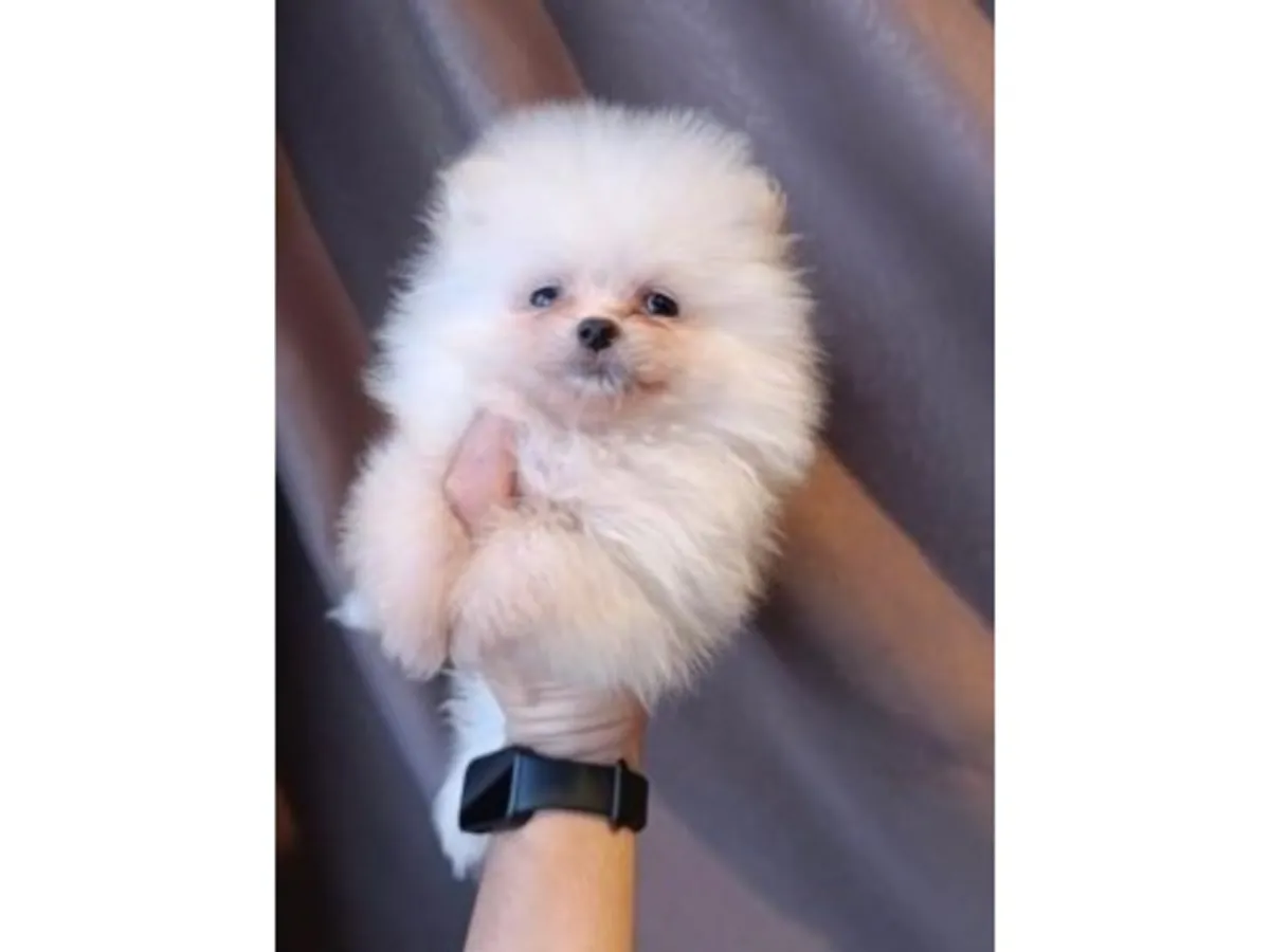 温和的白色博美成年犬