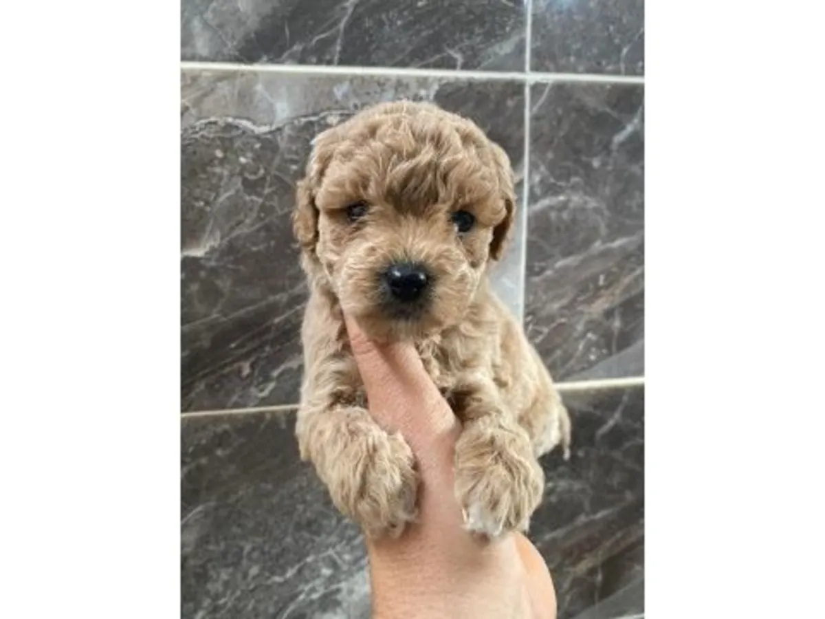 Kahverengi Oyuncak Kaniş Yavrusu