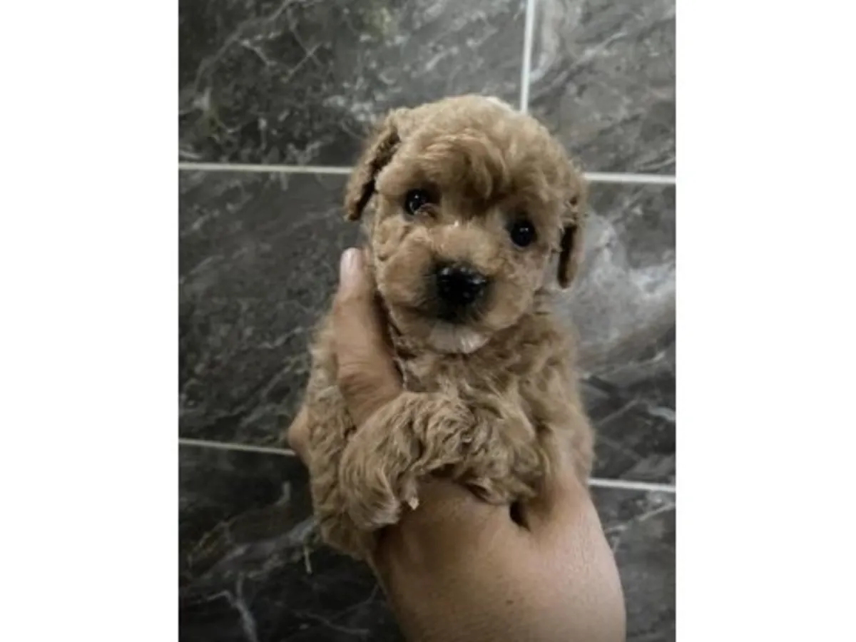 Kahverengi Oyuncak Kaniş Yavrusu