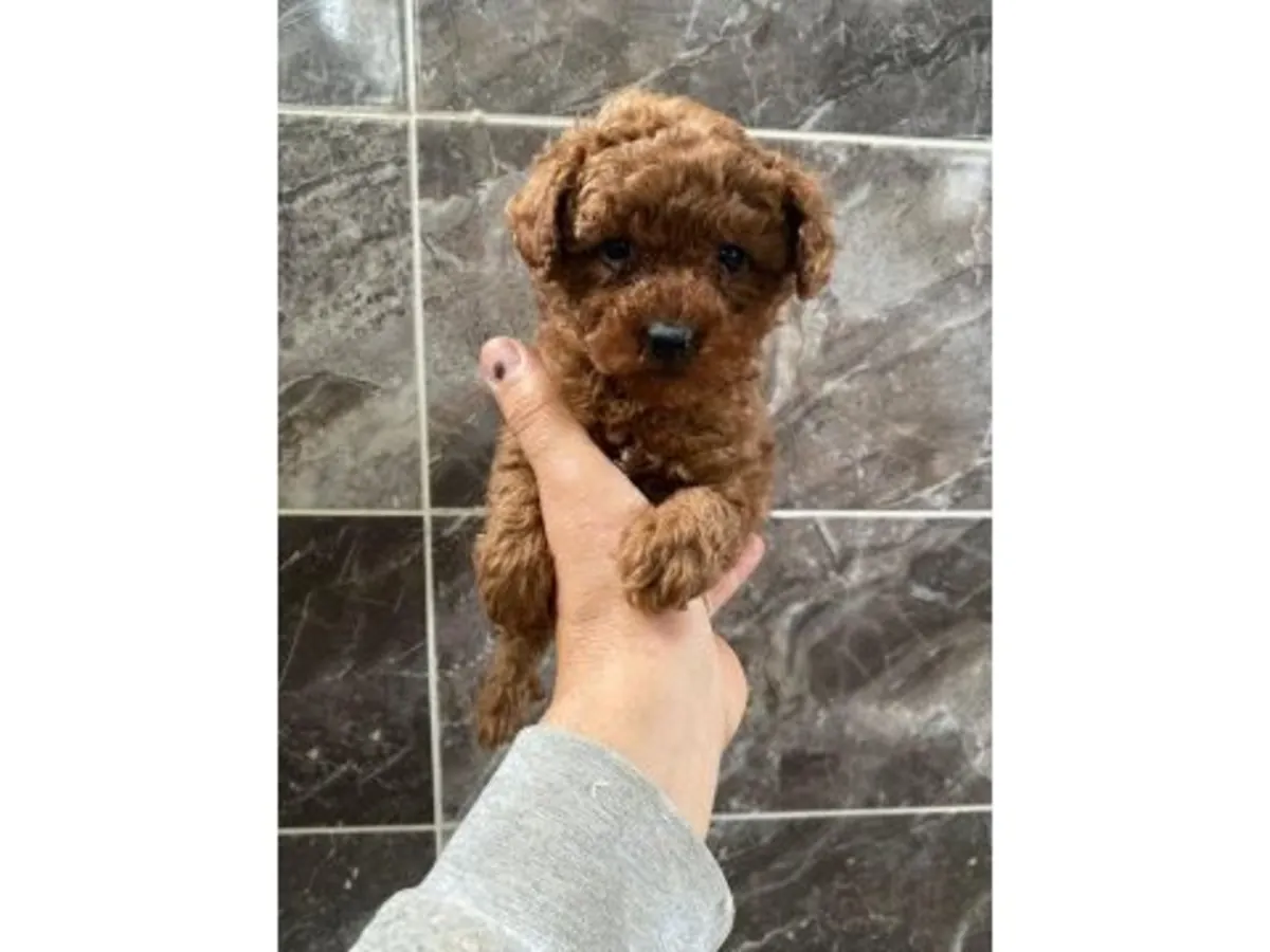 Kahverengi Oyuncak Kaniş Yavrusu