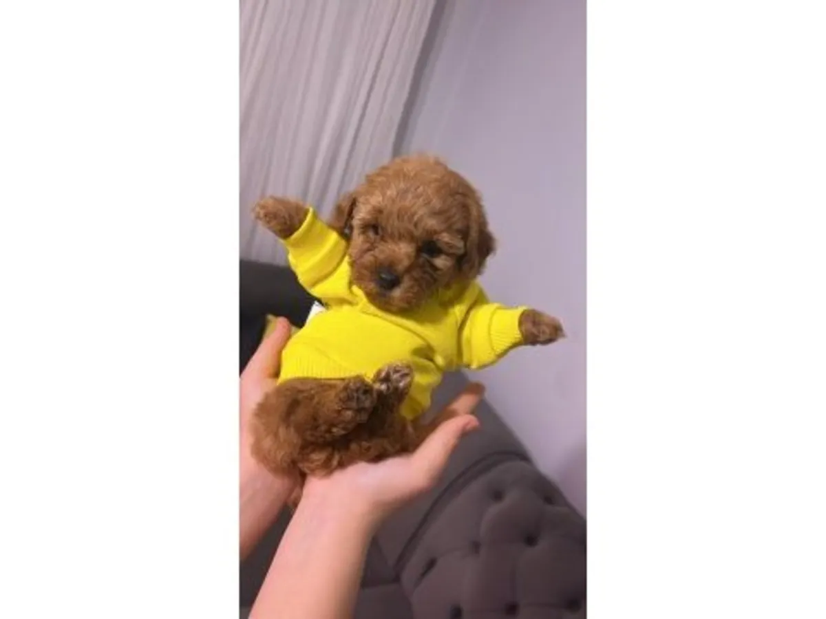 Sakin, kahverengi bir kaniş sahiplenmeye hazır.