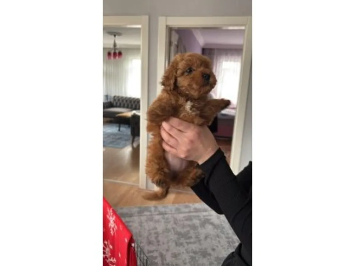 Sakin, kahverengi bir kaniş sahiplenmeye hazır.