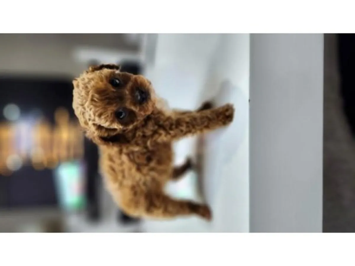 Sevimli kahverengi kaniş