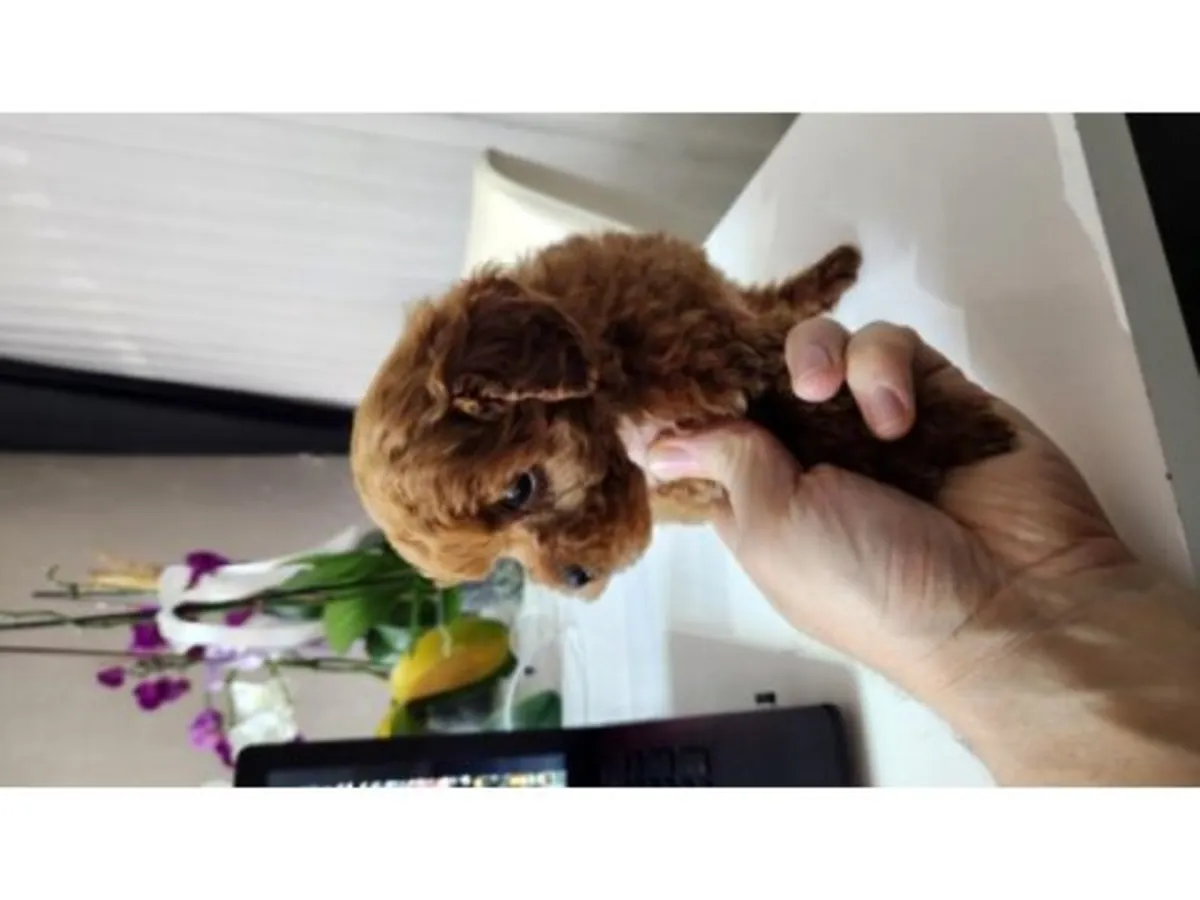 Sevimli kahverengi kaniş