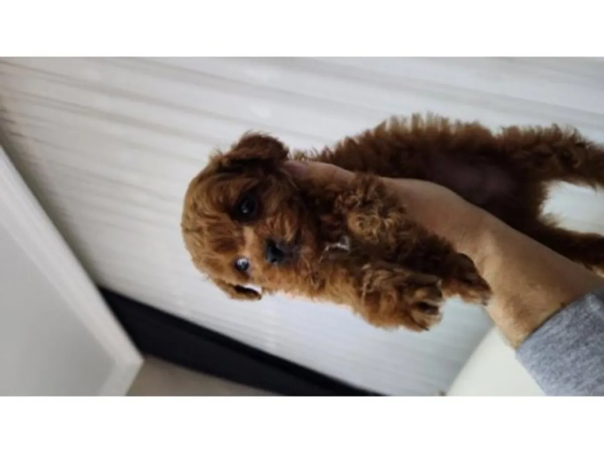 Sevimli kahverengi kaniş