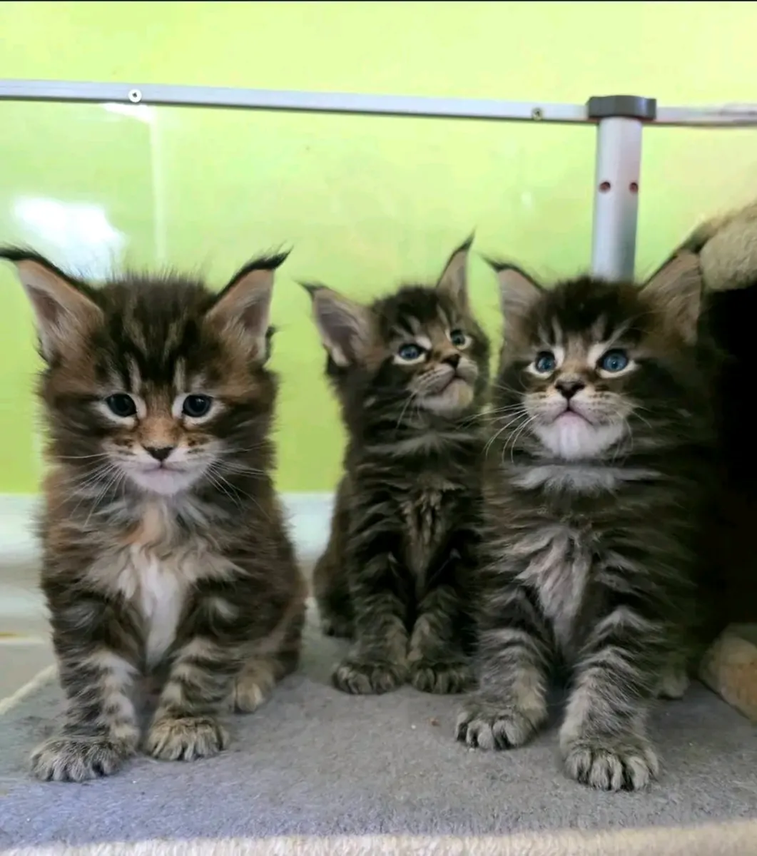 Des chatons Maine Coon cherchent une famille