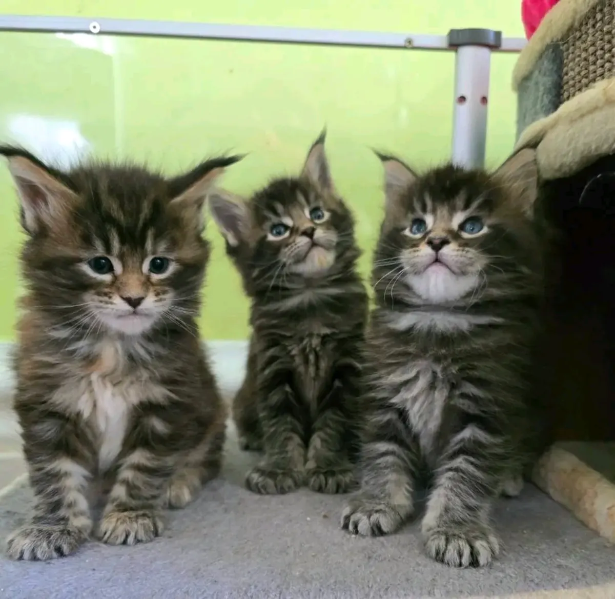 Des chatons Maine Coon cherchent une famille