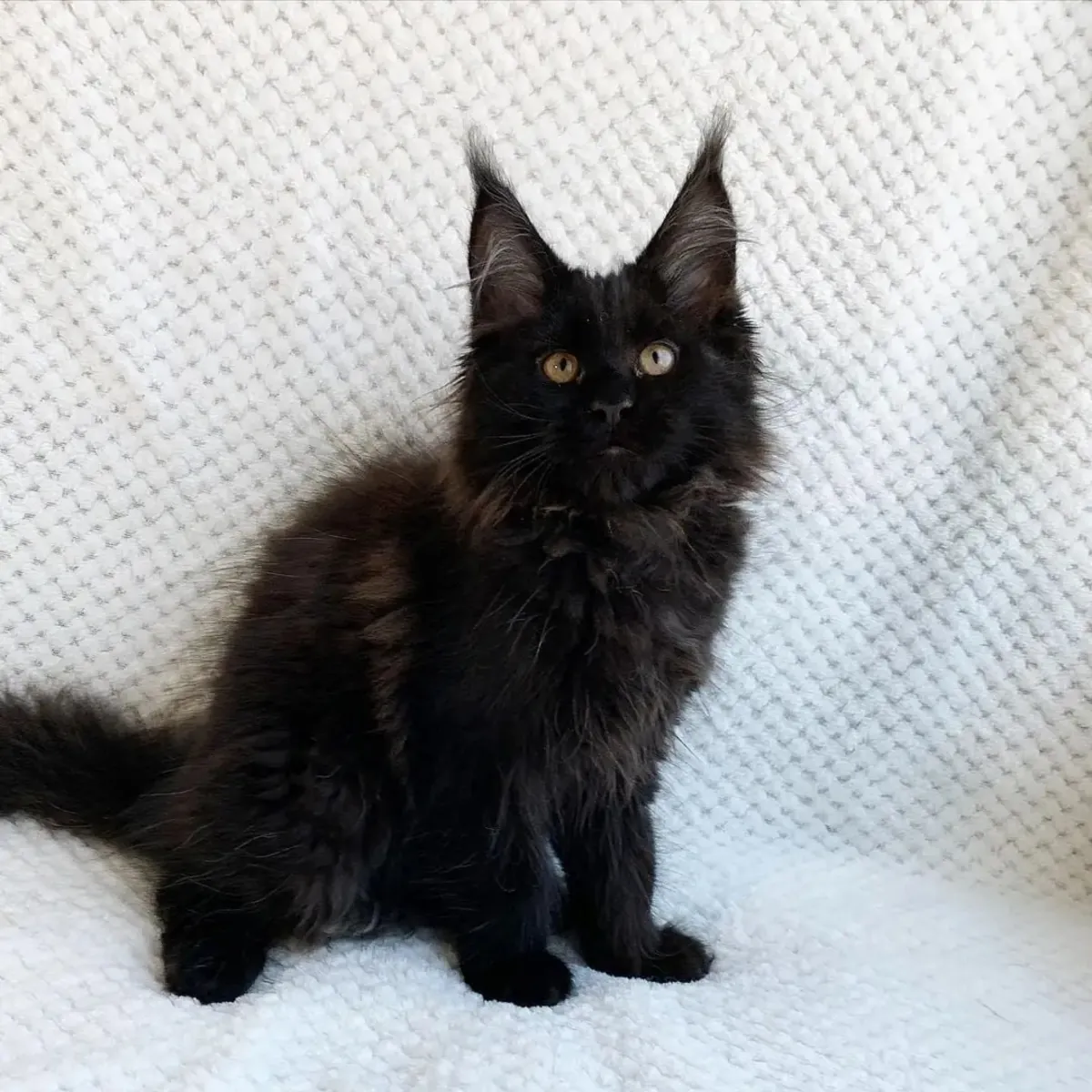 Cute Maine coon kittens are looking for a home.