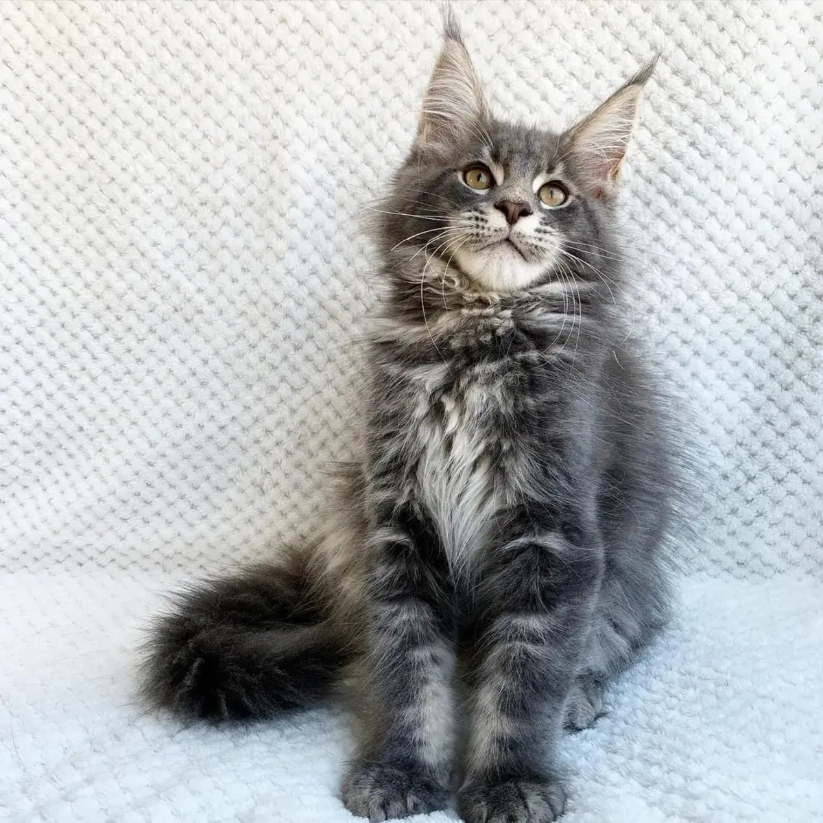 Cute Maine coon kittens are looking for a home.