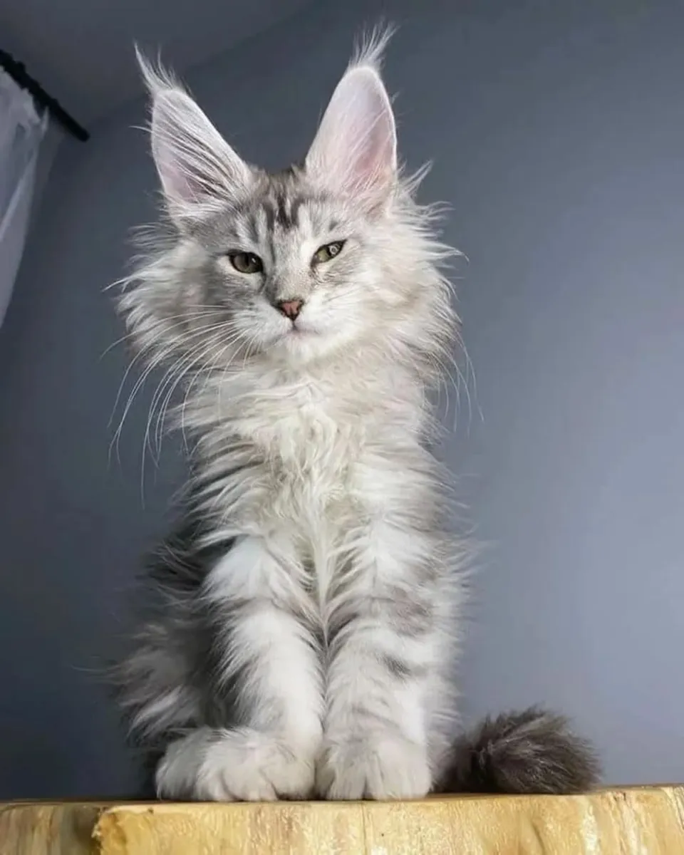Adorables chatons Maine Coon cherchent un foyer.