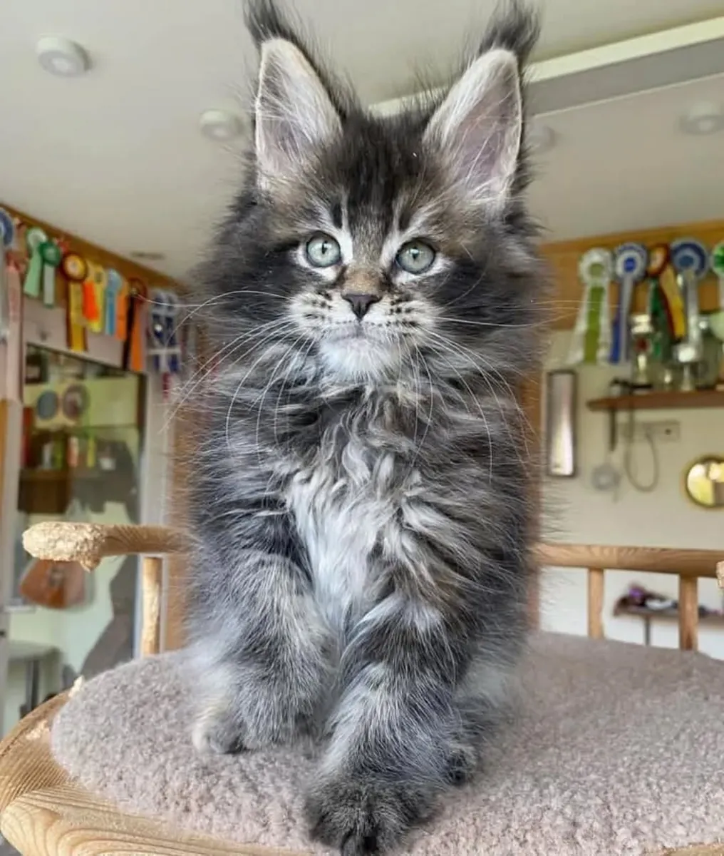 Adorables chatons Maine Coon cherchent un foyer.