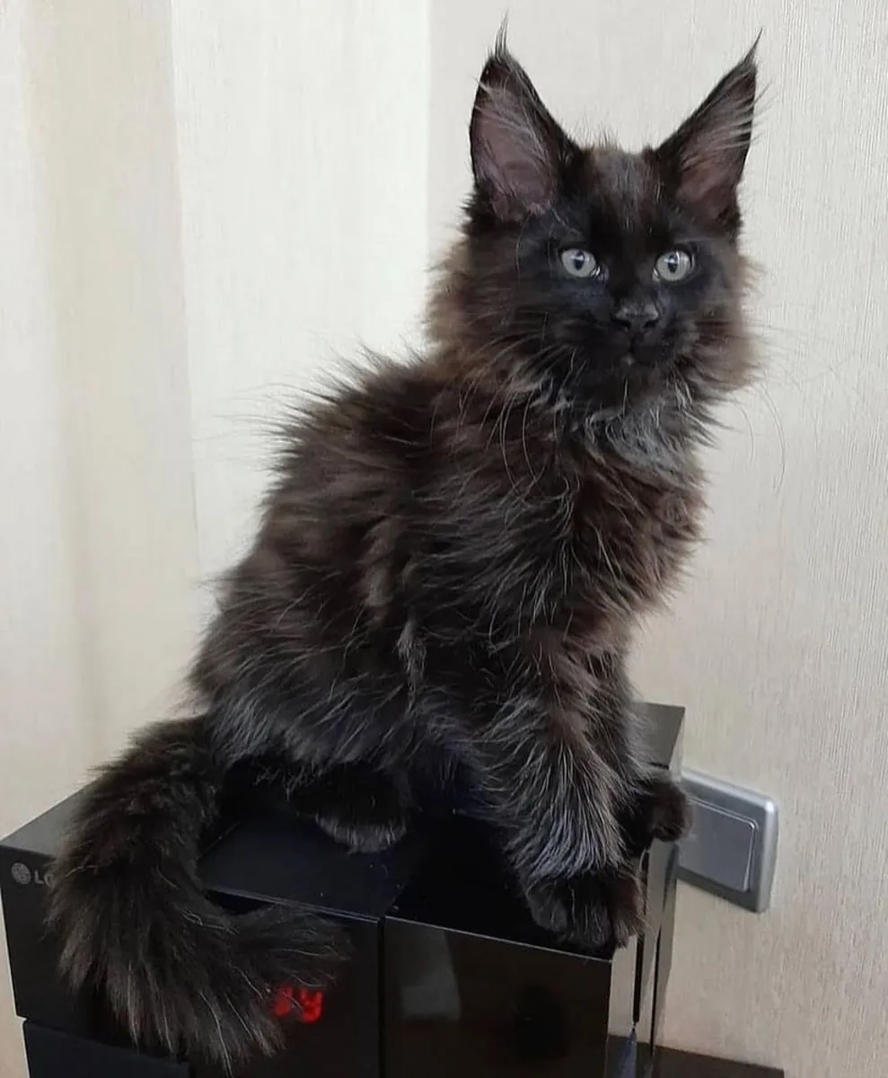 Sağlıklı Maine Coon yavru kedileri yuva arıyor.