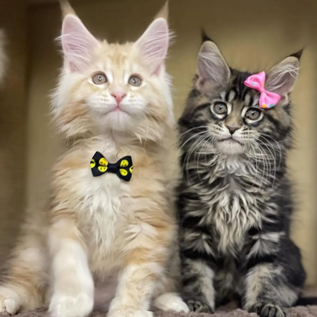 Des chatons Maine Coon joueurs cherchent un foyer.