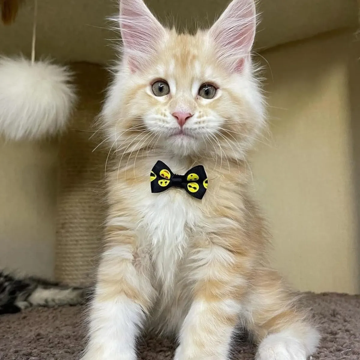 Des chatons Maine Coon joueurs cherchent un foyer.