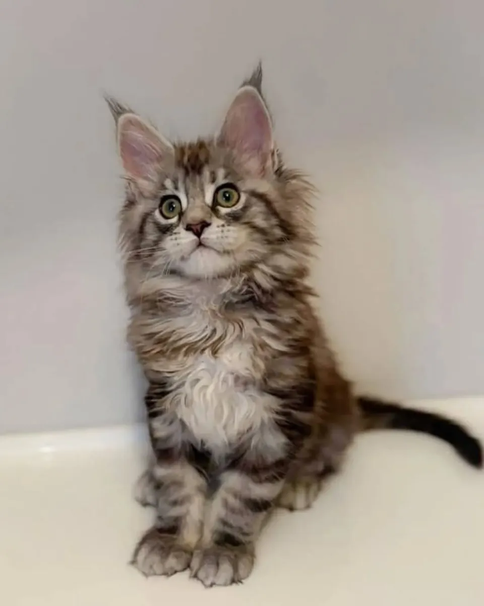Adorables chatons Maine Coon cherchent un foyer.