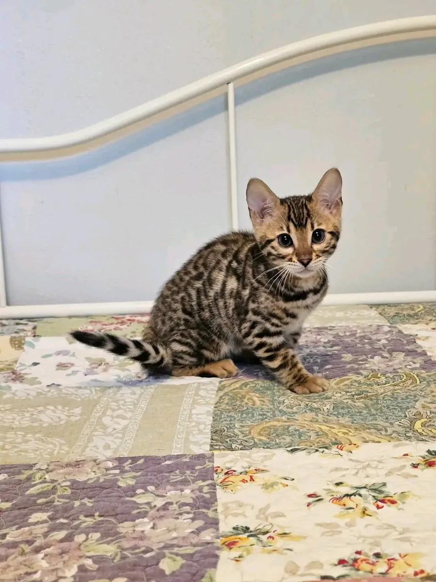 Chatons du Bengale disponibles à l'adoption