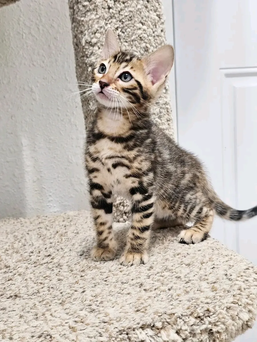 Chatons du Bengale disponibles à l'adoption