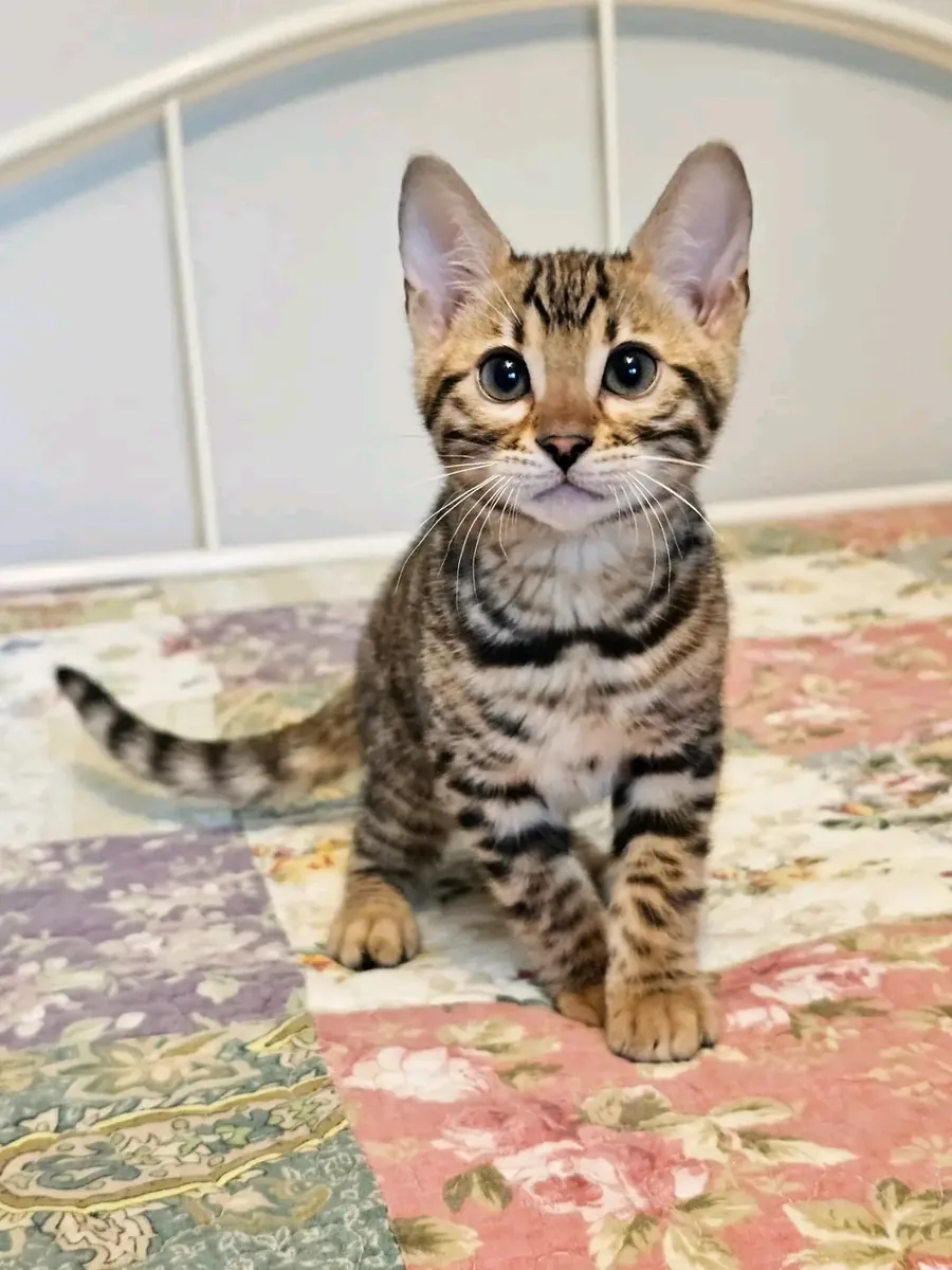 可爱的孟加拉小猫待领养。