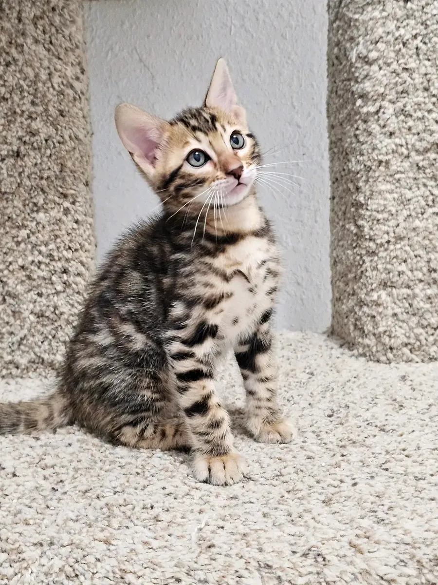可爱的孟加拉小猫待领养。
