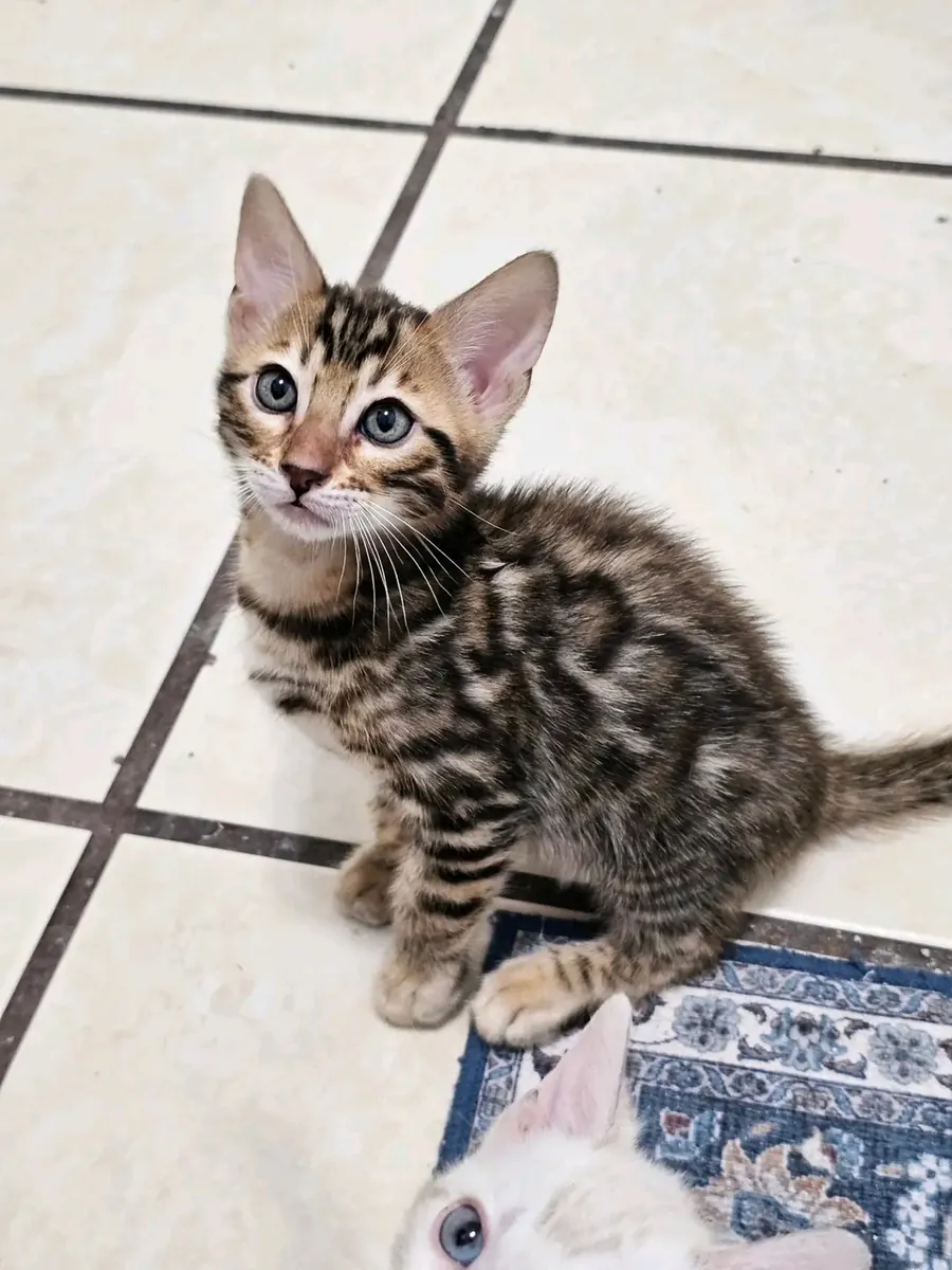 可爱的孟加拉小猫待领养。