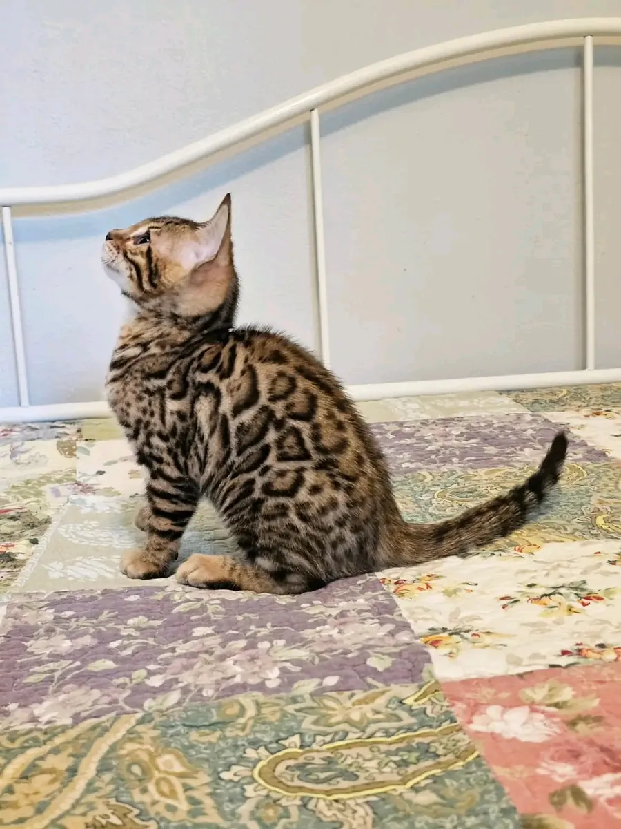 可爱的孟加拉小猫正在寻找新家。