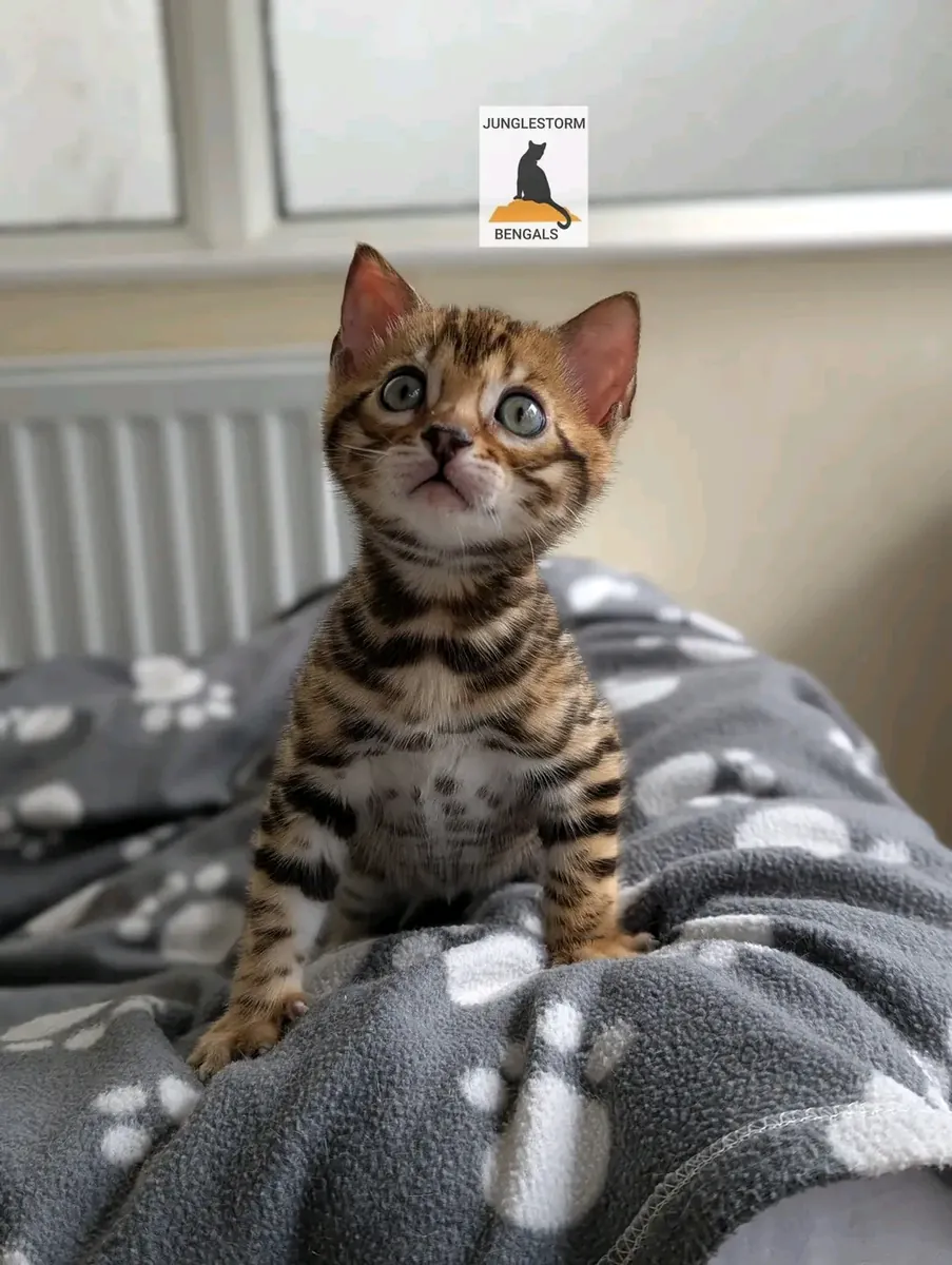 健康的孟加拉小猫待领养。
